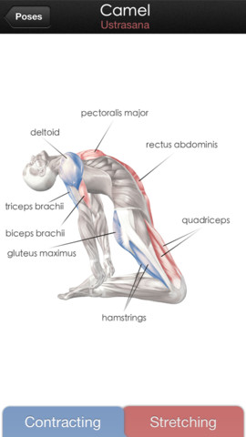 anatomy