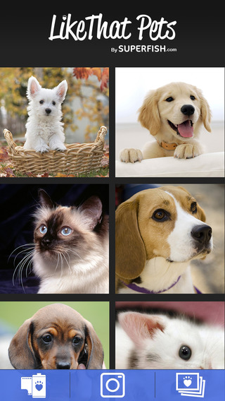 likethat pets