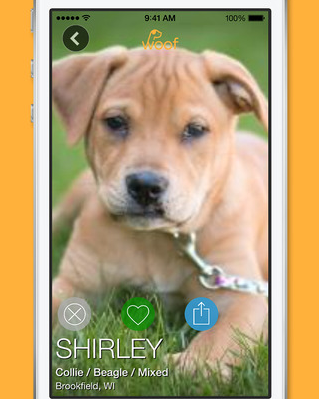 pet breed