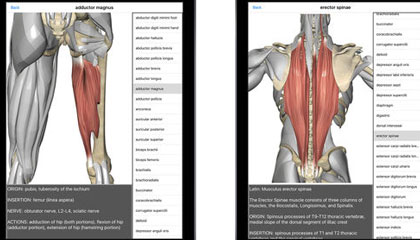 Visual-Anatomy