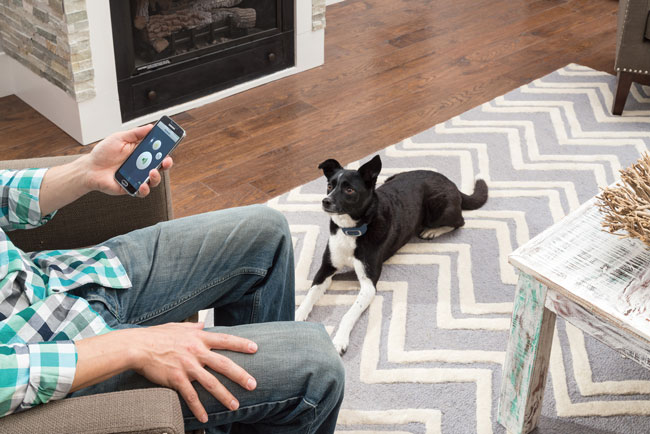 petsafe-smart-dog-trainer
