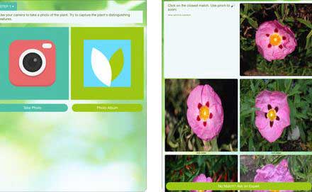 4 Plant Identification Apps For Iphone