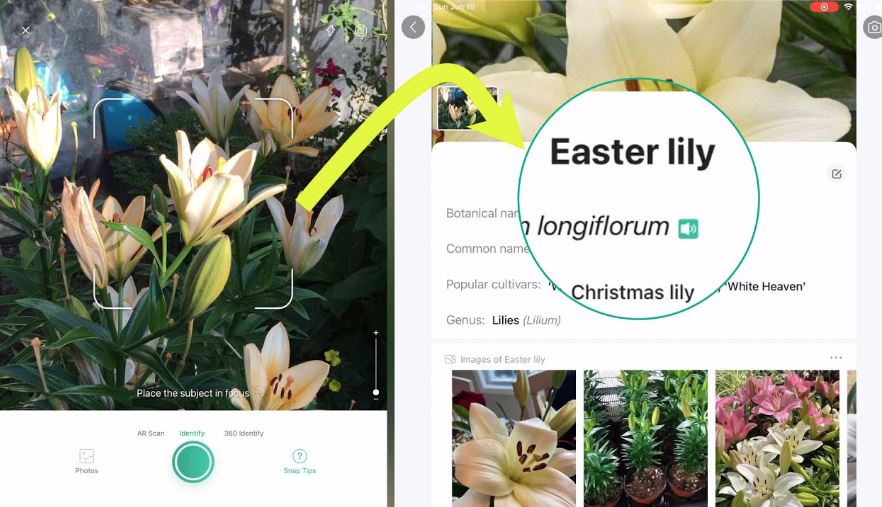 PictureThis AI Plant Identifier For IPhone Tested picturethis-ai-plant-identifier-for-iphone-tested